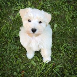 Miniature Schnauzer Puppies from Enchanted Paws