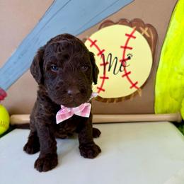 Mo - Chocolate female Labradoodle puppy in Adams, Nebraska from Boxcar Doodles and Poodles