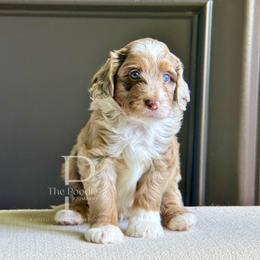 Jasper - Chocolate merle male Bernedoodle puppy in Tulsa, Oklahoma from The Poodle Co. Raising Doodles & Poodles