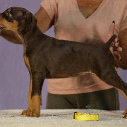 Yellow  collar girl - Red and rust female Doberman Pinscher puppy in Santa Clarita, California from Riviera Dobermans