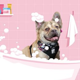 French Bulldog All Grown Up from Funny Farm Boston's & French Bulldog's