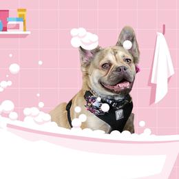 French Bulldog All Grown Up from Funny Farm Boston's & French Bulldog's