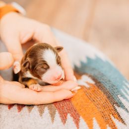 Patsy - Red tri female Miniature Australian Shepherd puppy in Enoch, Utah from Twisted H Aussies