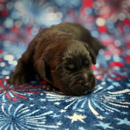 Eloise - Black female Labrador Retriever puppy in Isle, Minnesota from Dog Ear Outfitters