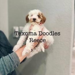 Reece - Parti female Goldendoodle puppy in Denison, Texas from Texoma Doodles