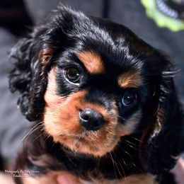Cavalier King Charles Spaniel Puppies from Mapleview Cavalier King Charles Spaniels