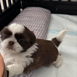 Reese's - Liver and white male Shih Tzu puppy in Hermiston, Oregon from Butterfly Shih Tzu Pups
