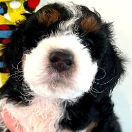 Sophie - Tri-color Bernedoodle puppy in Park City, Utah from Birdie Bernedoodles