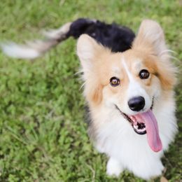 Pembroke Welsh Corgis from Farrever Corgis