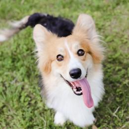 Pembroke Welsh Corgis from Farrever Corgis