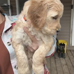 Goldendoodle Puppies from Dani’s Doodles