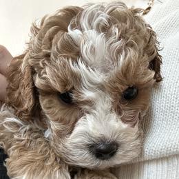 Assorted Doodle Crosses, Bernedoodle, Cavachon, Cavapoochon, Goldendoodle, and Spanish Water Dog Puppies from PitterPatterPuppiesNJ