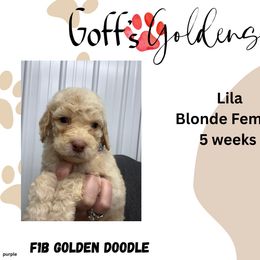 Lila - Cream female Goldendoodle puppy in Falls City, Nebraska from Goff’s Goldens