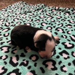 Oreo - Blue male Australian Cattle Dog puppy in Lancaster, Minnesota from Weleski Chocolate Heelers