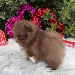 Noel - Chocolate female Pomeranian puppy in Sandia, Texas from Broken Arrow Poms
