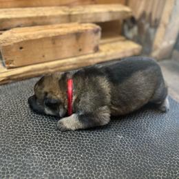 Girl 1 - Sable female German Shepherd puppy in Dunn, North Carolina from Von Fousthaus GSDogs