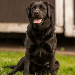 Sage - Labrador Retriever