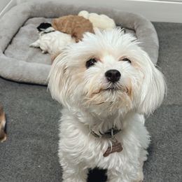 Layla - Maltipoo
