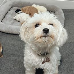 Layla - Maltipoo