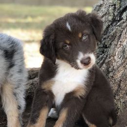 Australian Shepherd Puppies from Mika’s Aussies