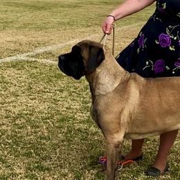 Mastiff All Grown Up from Eagle Clan Mastiffs
