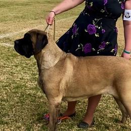 Mastiff All Grown Up from Eagle Clan Mastiffs