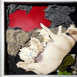 Labrador Retriever puppies from Gabriel Ben-Yosef's Labs