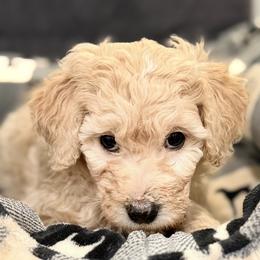 Willow - Yellow and white female Bernedoodle puppy in Monument, Colorado from Colorado Dreamin Doodles