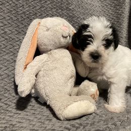 Assorted Doodle Crosses, Double Doodle, Maltipoo, Morkie, and Yorkipoo Puppies from Danza Bolo