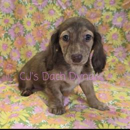 Mandy 2800 - Brindle female Dachshund puppy in Gatesville, Texas from CJ's Dach Dynasty