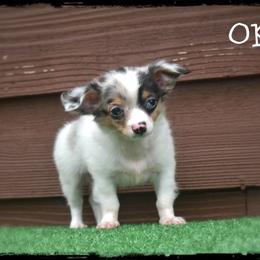 Opal - Merle male Chihuahua puppy in Demorest, Georgia from Sourpatch Chihuahuas
