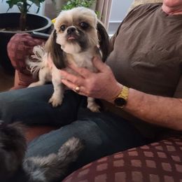 Shih Tzu All Grown Up from Linda Denman