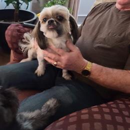 Shih Tzu All Grown Up from Linda Denman