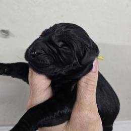 Yellow collar girl - Black female Giant Schnauzer puppy in Billings (Bil), Montana from Kaiser's Giants