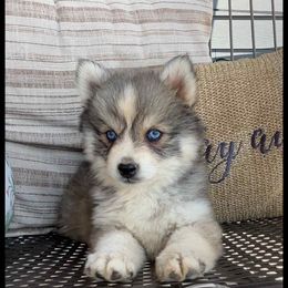 Runamok All Fired Up - Wolf sable male Pomsky puppy in St. Maries, Idaho from Runamok Farm