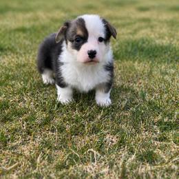 Pembroke Welsh Corgi Puppies from Maria's Pembroke Welsh Corgis