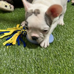French Bulldog and Rottweiler Puppies from Von Darr Kennels