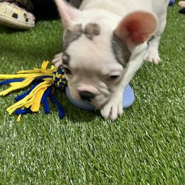 French Bulldog and Rottweiler Puppies from Von Darr Kennels