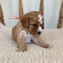 Leonard - Red male Cavapoo puppy in Chipley, Florida from Coastal Cavapoos