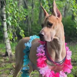 Great Danes and Rottweilers from Eastern Mountain Danes & Rottweilers
