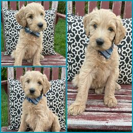 Goldendoodle Puppies from Puppy Paws Colorado