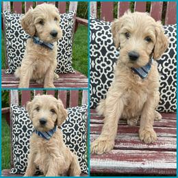 Goldendoodle Puppies from Puppy Paws Colorado