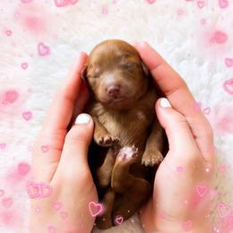 Tuesday - Red  female Goldendoodle puppy in Kissimmee, Florida from Poodle Doodle Kennels