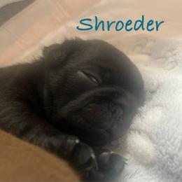 'Schroeder' Black boy 2 - Black male Pug puppy in Onalaska, Washington from Cupid’s Pugs