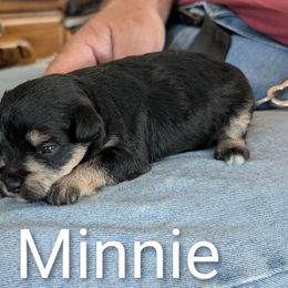 Minnie - Black and tan female Schnoodle puppy in Huron, Tennessee from Wilma's Paw-Paw Patch