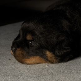 Fabia Male - Black and mahogany male Rottweiler puppy in Fredericktown, Missouri from Obsessions Rottweiler