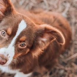 Miniature Australian Shepherds from AUSSOME AUSSIES