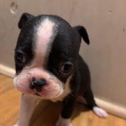 Juliet - Black and white female Boston Terrier puppy in Spartanburg, South Carolina from Sassy Pap Farms