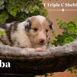 Reba- black collar - Sable merle and white female Shetland Sheepdog puppy in Gladbrook, Iowa from T Triple C Shelties
