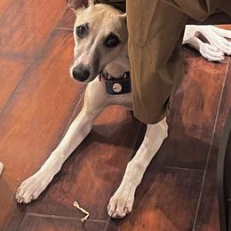 Whippet Puppies from Tigger’s Whippets
